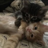 Antonin_Chokopaev